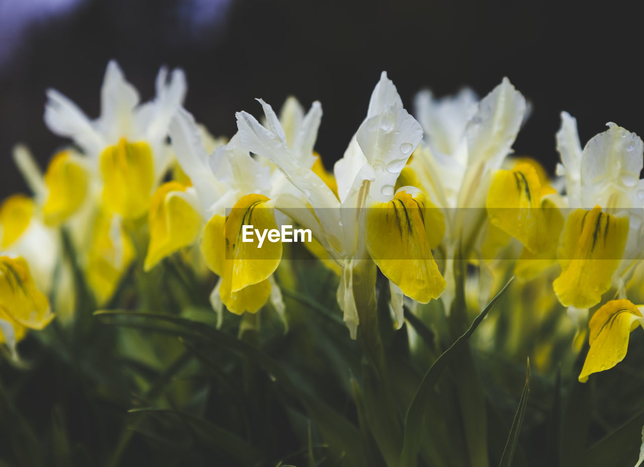 flower, flowering plant, plant, beauty in nature, yellow, freshness, close-up, petal, growth, fragility, nature, flower head, inflorescence, narcissus, no people, macro photography, springtime, outdoors, daffodil, focus on foreground, selective focus