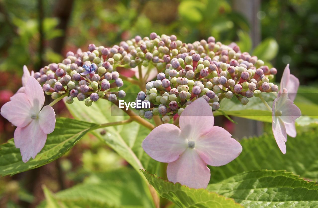 Close-up of purple flowering plant