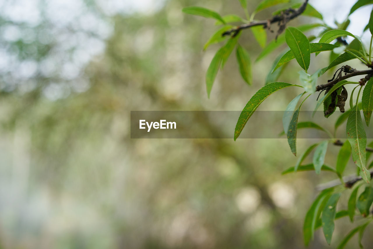 Close-up of green leaves on branches