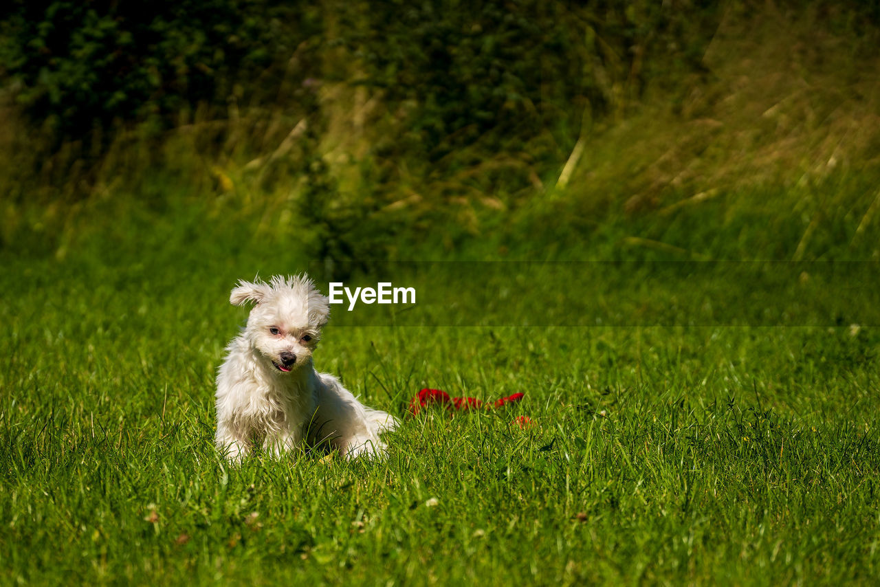 grass, one animal, animal themes, animal, canine, dog, pet, domestic animals, mammal, plant, lawn, green, west highland white terrier, meadow, nature, no people, lap dog, field, cute, land, carnivore, flower, terrier, running, portrait, white, outdoors, animal hair, day, relaxation, puppy, purebred dog, young animal