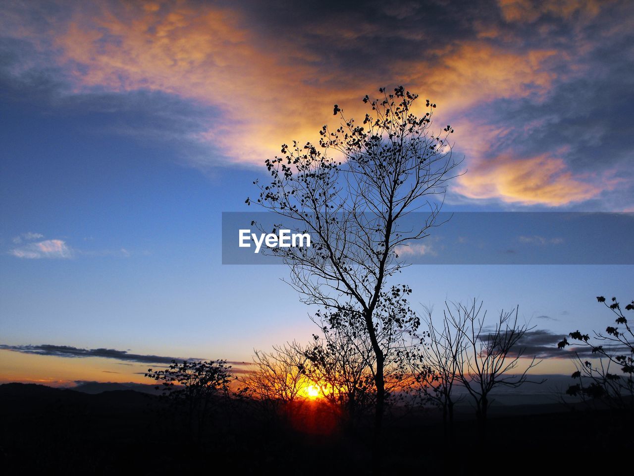 SILHOUETTE OF TREE AT SUNSET