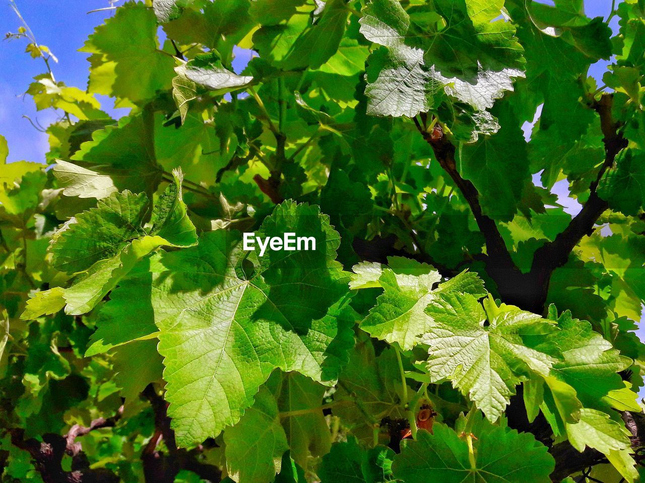 Close-up of fresh green plants