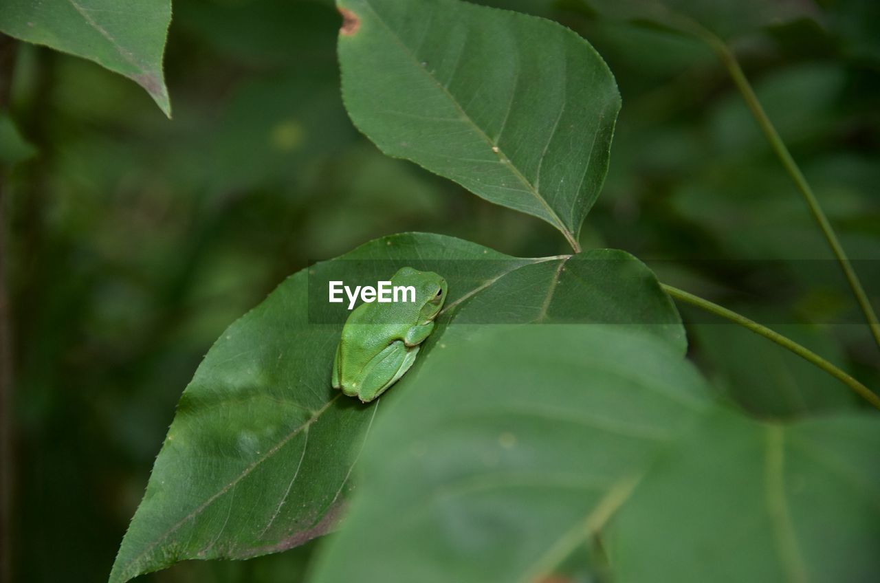 CLOSE-UP OF GREEN PLANT