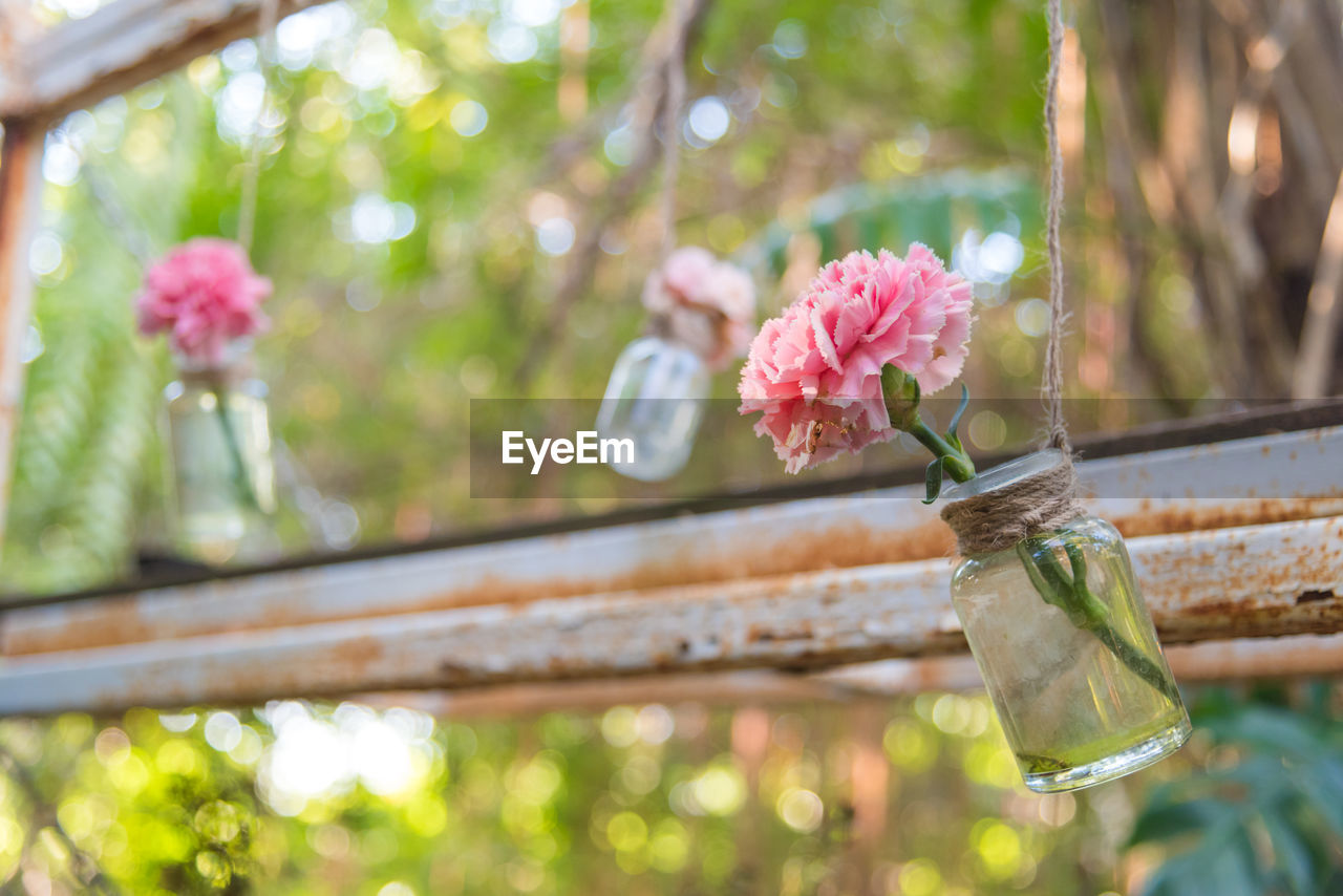 Low angle view of pink roses in jars hanging in back yard