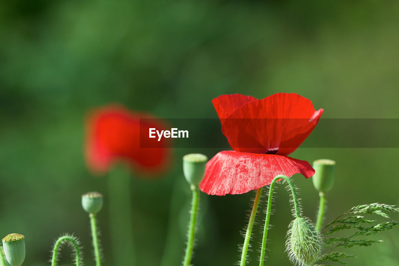 Close-up of red flower