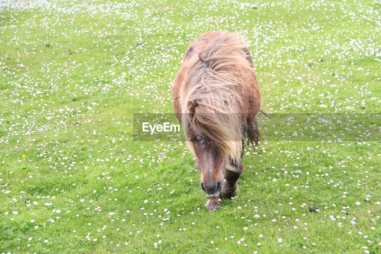 Pony on grassy field