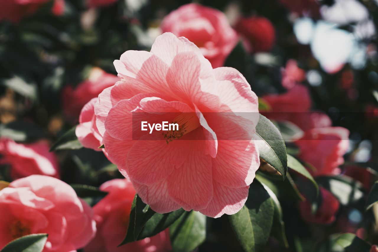 flower, flowering plant, plant, red, beauty in nature, petal, freshness, inflorescence, flower head, fragility, close-up, pink, growth, nature, blossom, rose, no people, springtime, focus on foreground, pollen, outdoors, shrub, botany, macro photography, japanese camellia, plant part, leaf, stamen, day