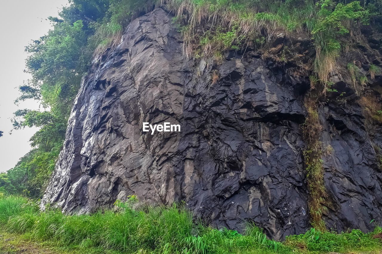 TREES GROWING ON ROCK