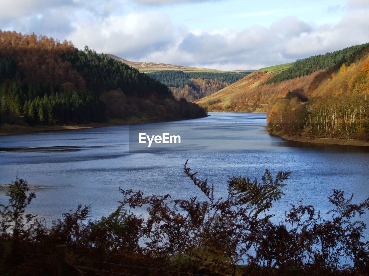 SCENIC VIEW OF RIVER AMIDST TREES AGAINST SKY