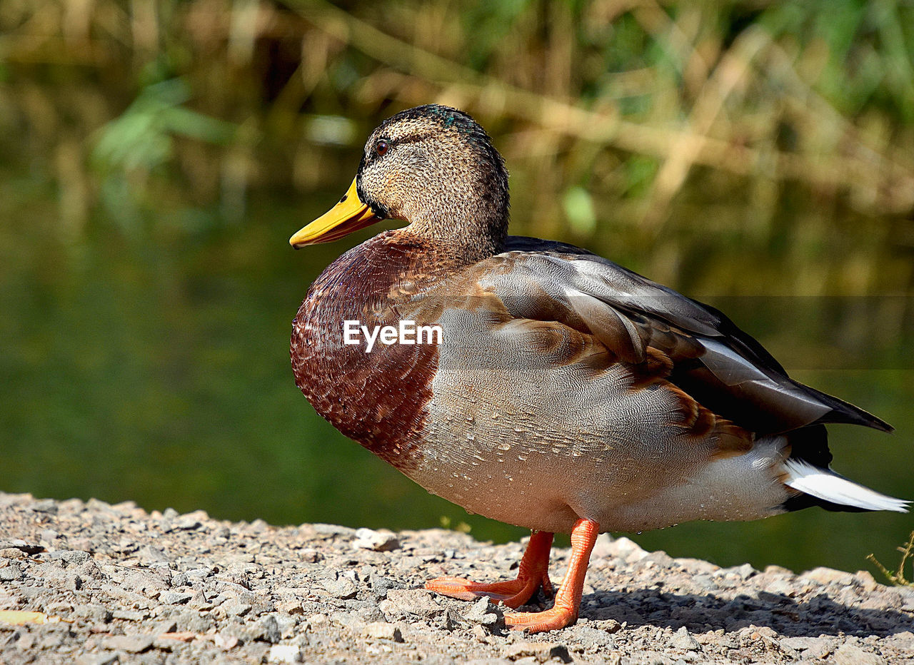 Close-up of a bird on rock