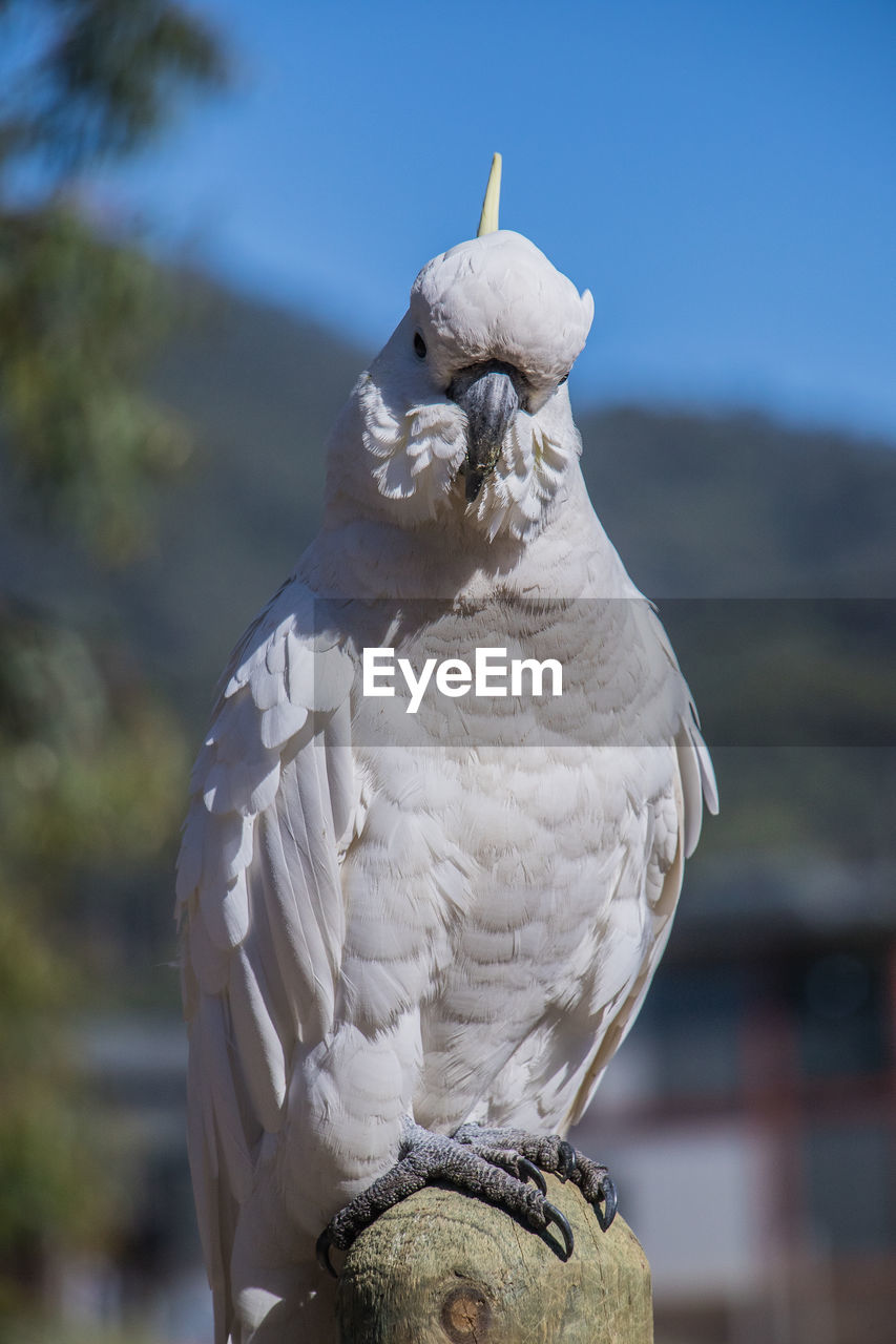 A white sulphur-crested cockatoo in victoria, australia