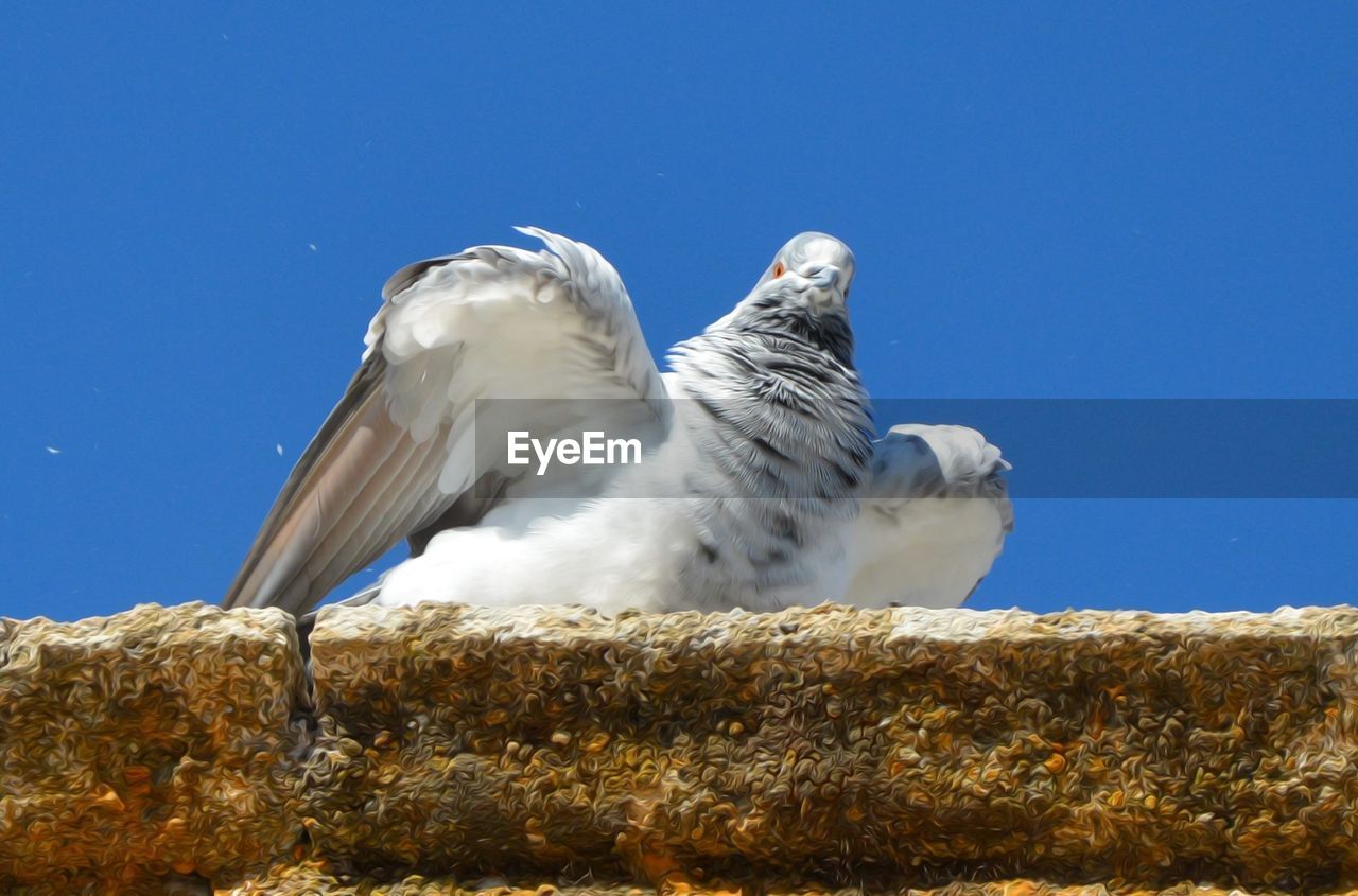 Low angle view of owl perching against clear blue sky