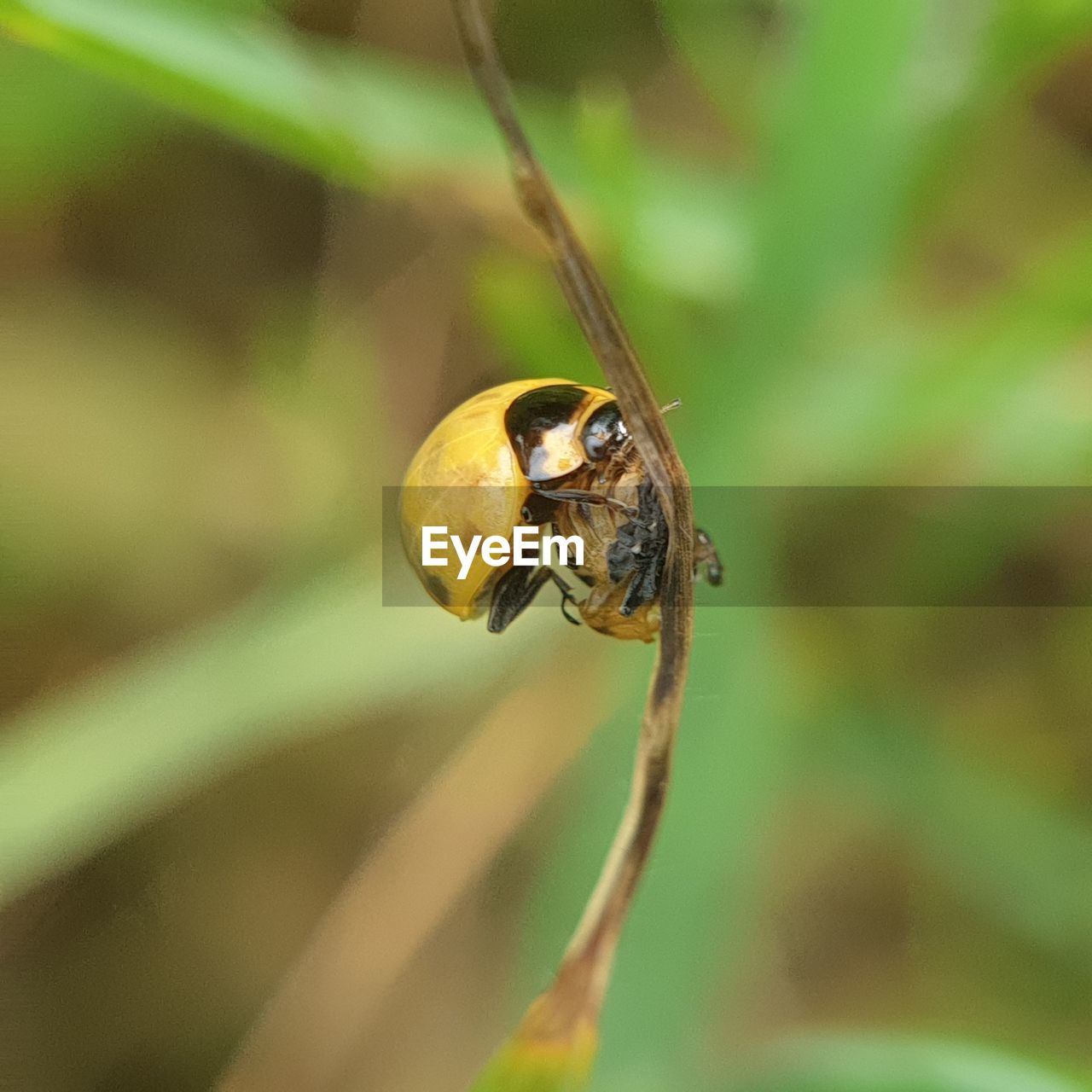 CLOSE-UP OF HONEY BEE POLLINATING