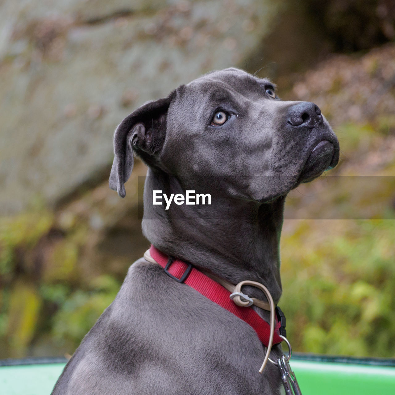 Close-up of a dog looking away