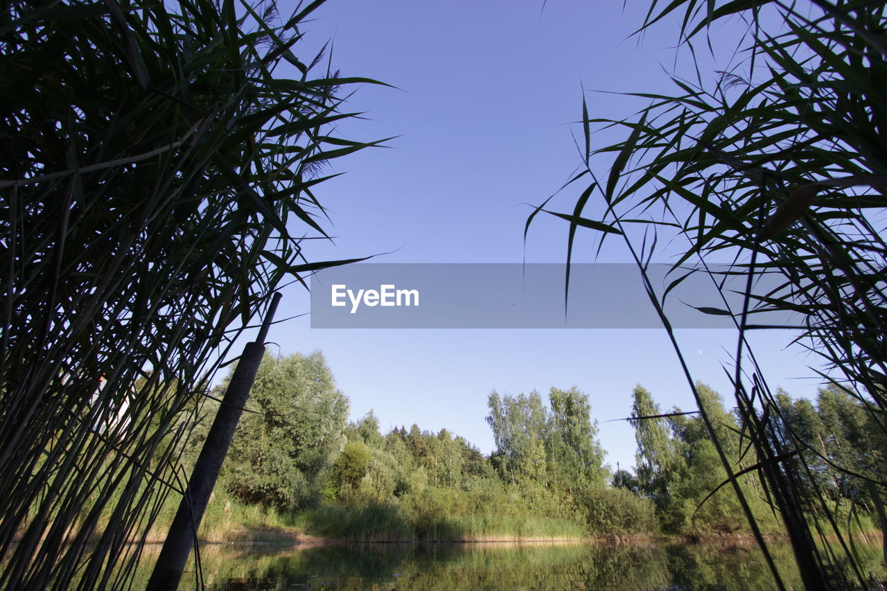 Low angle view of trees against clear sky