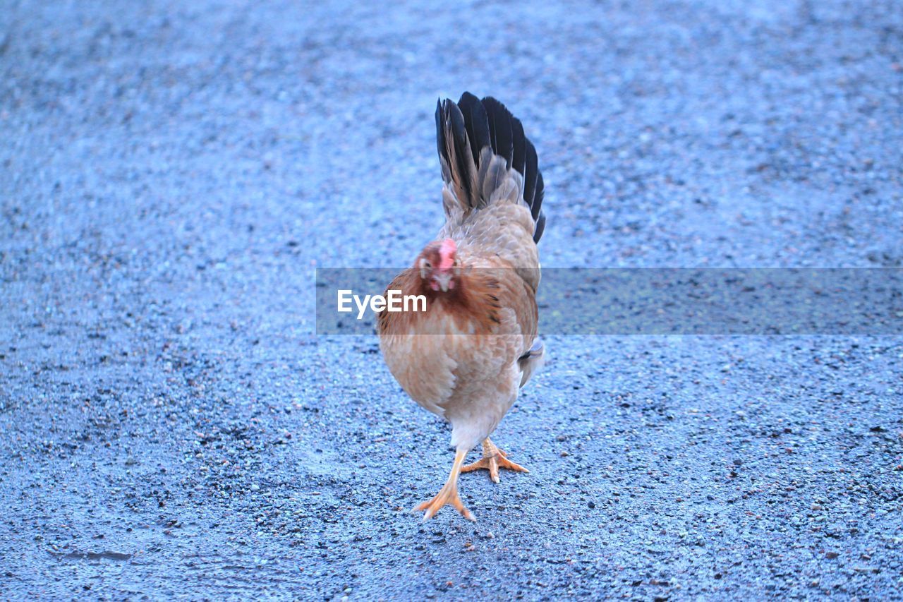 CLOSE-UP OF BIRD AGAINST BLURRED BACKGROUND