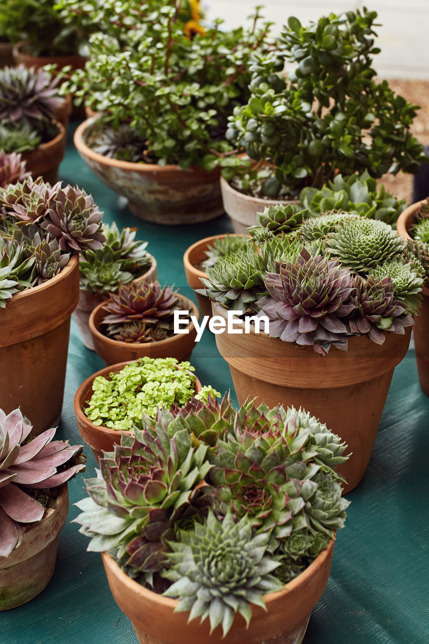 Succulent cactus plants for sale at a farmers market in boulder, colorado