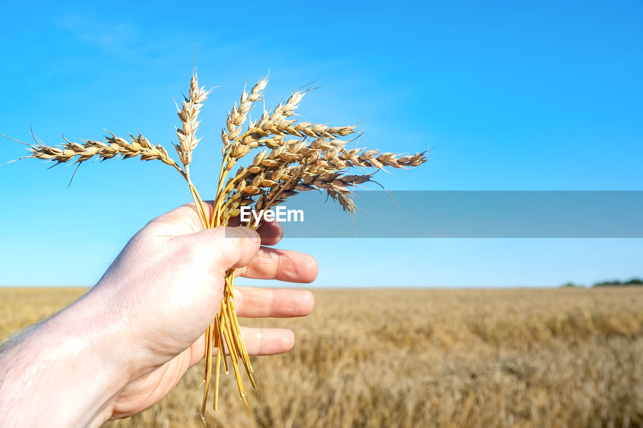 agriculture, hand, crop, cereal plant, plant, grass, landscape, sky, rural scene, food, field, nature, wheat, one person, land, growth, environment, farm, harvesting, blue, soil, barley, triticale, food and drink, adult, prairie, tree, holding, day, outdoors, hordeum, cereal, copy space, sunlight, organic, focus on foreground, food grain, beauty in nature, close-up, ripe, summer, rye, clear sky, einkorn wheat, produce, occupation, gold, farmer, cultivated, corn, grassland, flower
