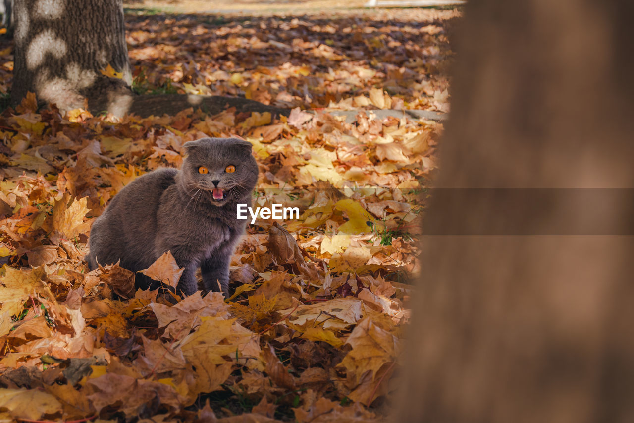 animal, animal themes, autumn, mammal, animal wildlife, one animal, wildlife, leaf, plant part, nature, no people, tree, outdoors, land, day, portrait, looking at camera