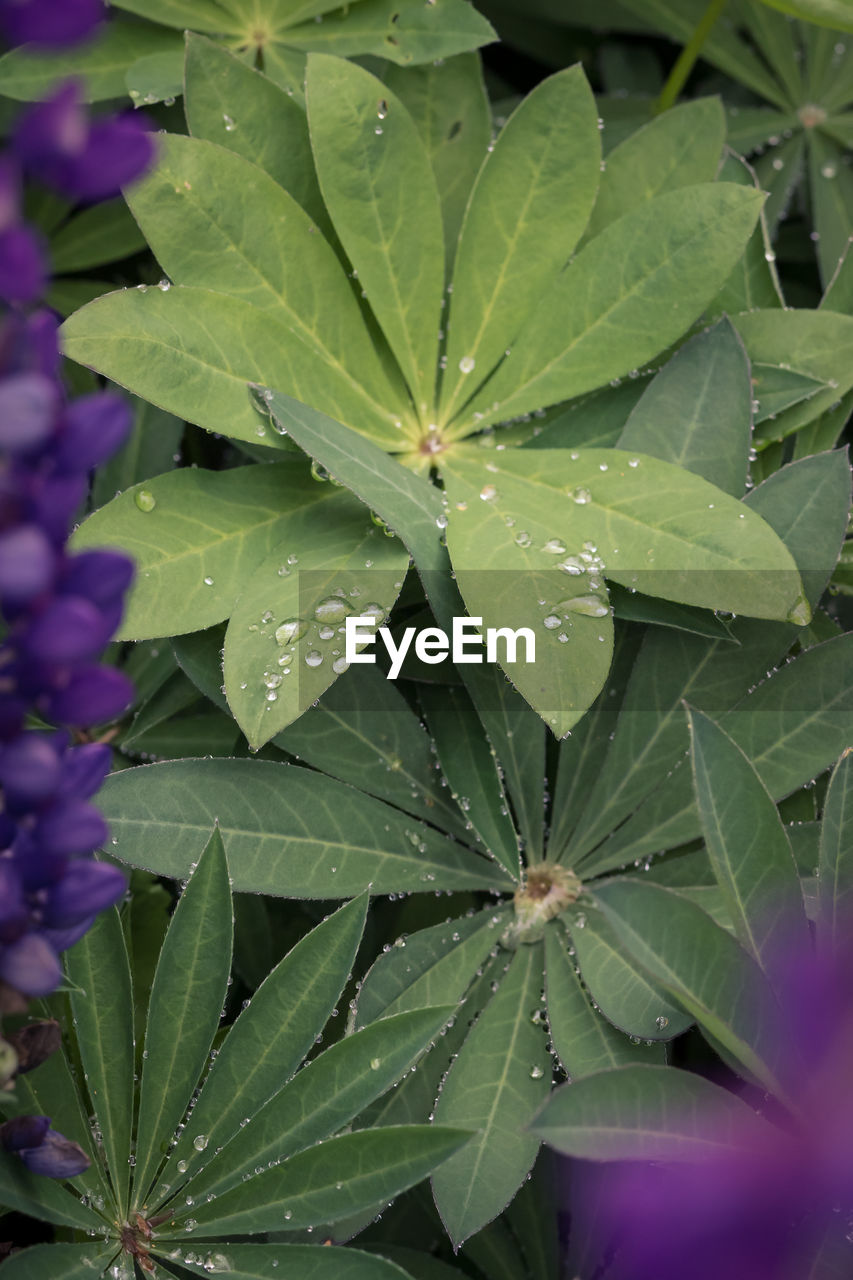 plant, leaf, plant part, growth, drop, water, beauty in nature, green, nature, flower, wet, close-up, flowering plant, freshness, no people, dew, outdoors, full frame, rain, purple, botany, day, backgrounds, fragility