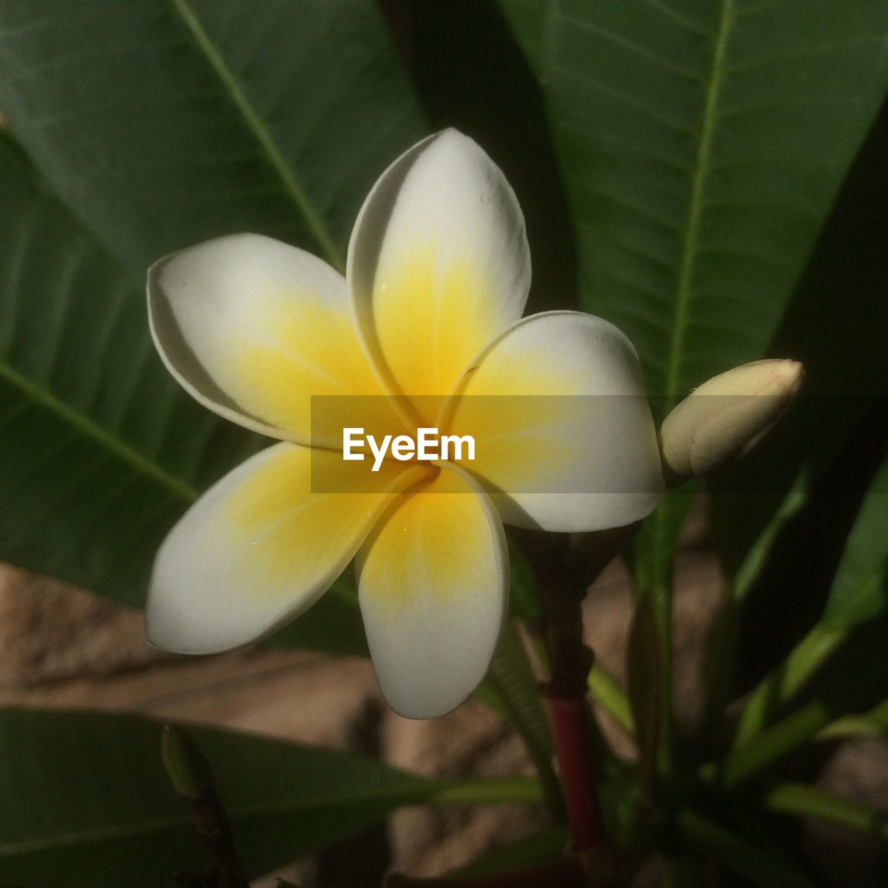 Close-up of frangipani growing outdoors