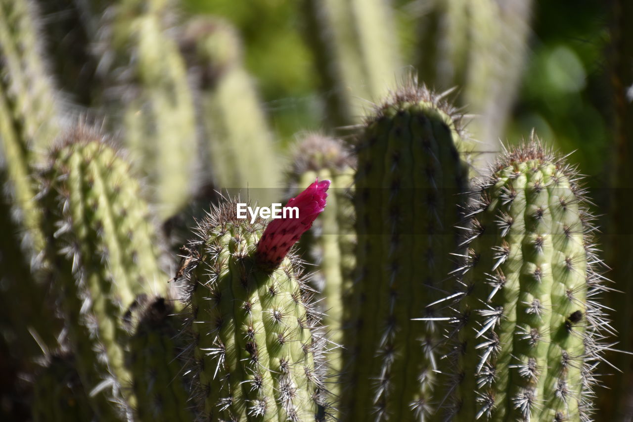 CLOSE-UP OF CACTUS PLANTS