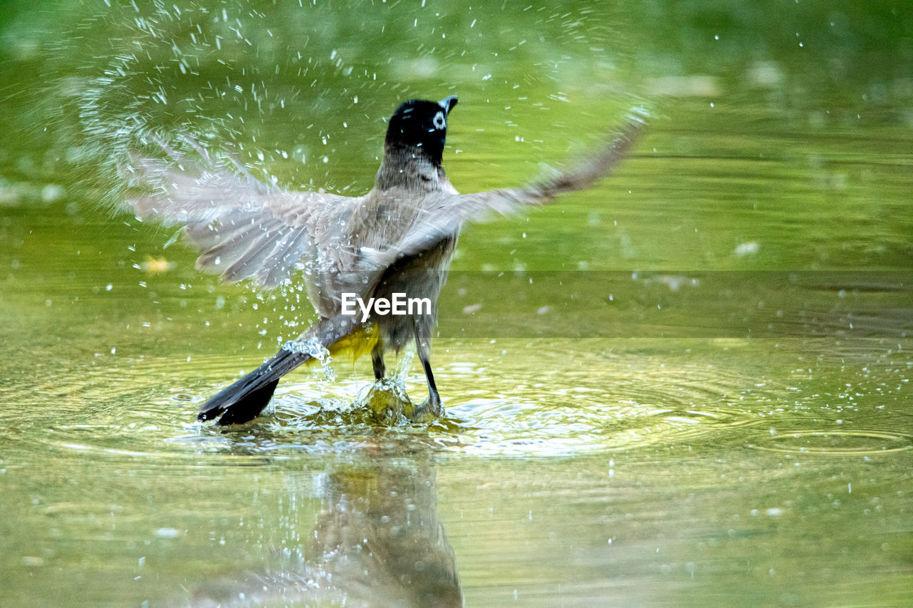 BIRD FLYING IN A LAKE