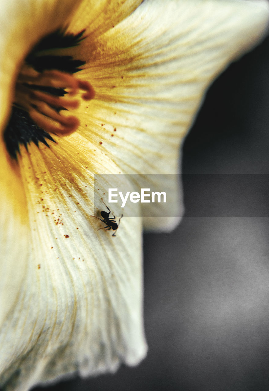 CLOSE-UP OF INSECT ON FLOWER HEAD