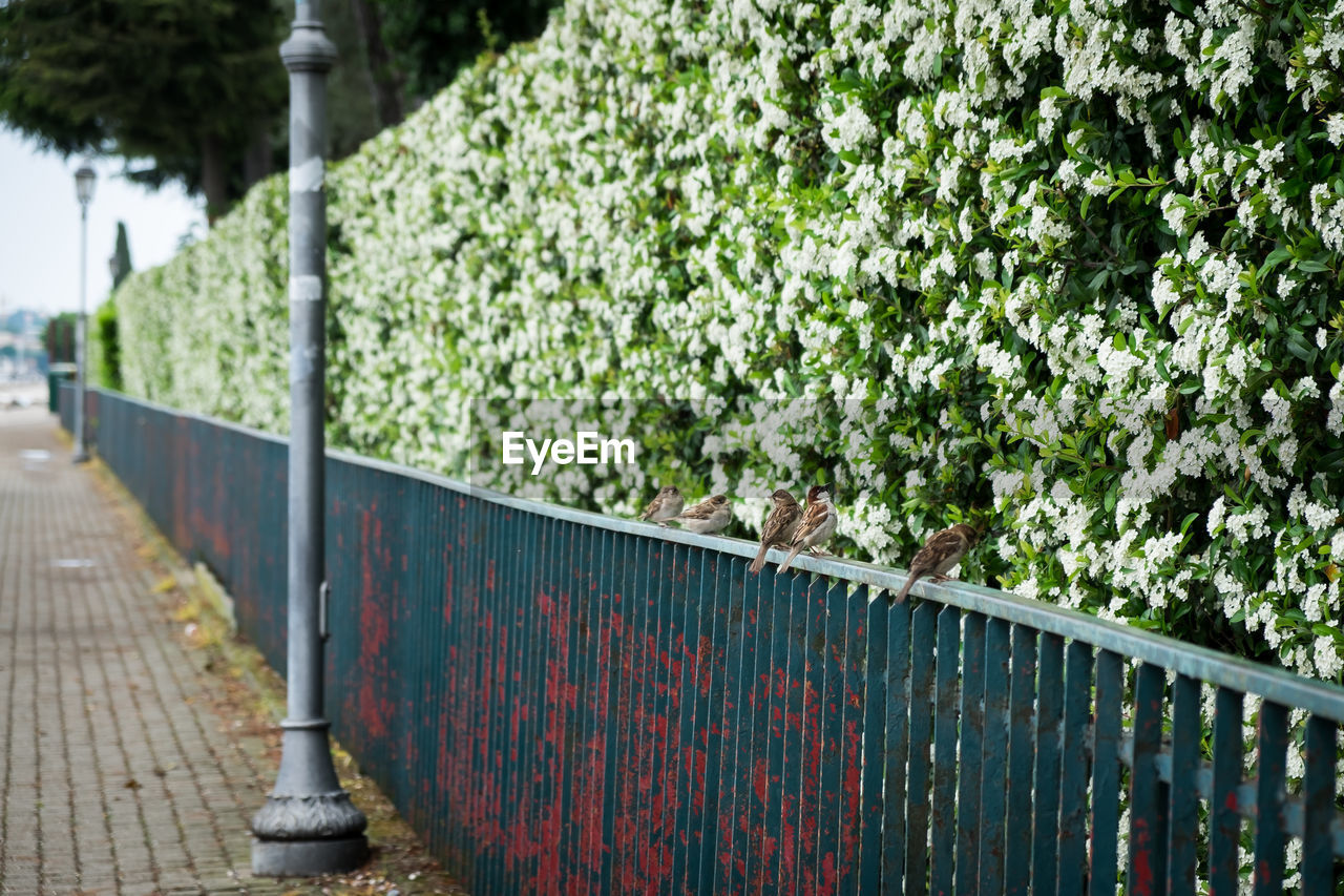 PLANTS AND RAILING BY TREES