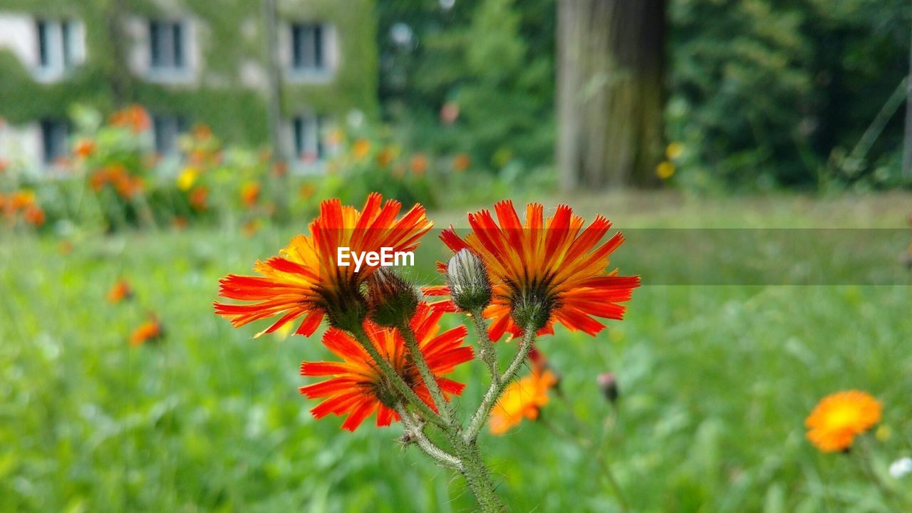 CLOSE-UP OF ORANGE FLOWERS BLOOMING IN FIELD