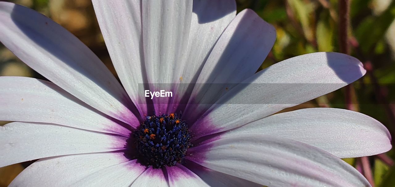 CLOSE-UP OF PURPLE DAISY