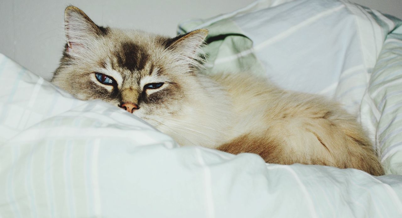 Close-up portrait of a relaxed cat