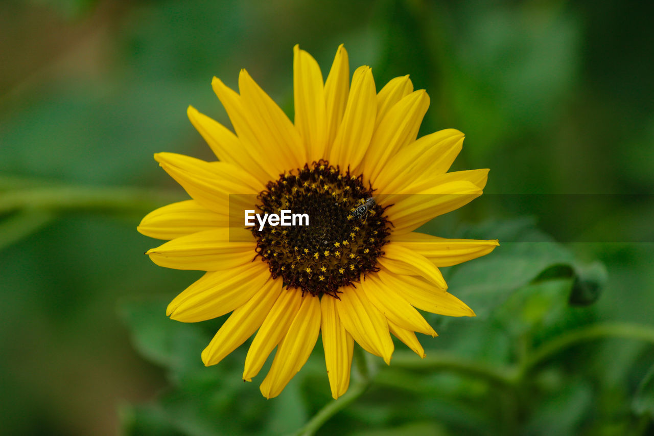 CLOSE-UP OF SUNFLOWER ON YELLOW FLOWER