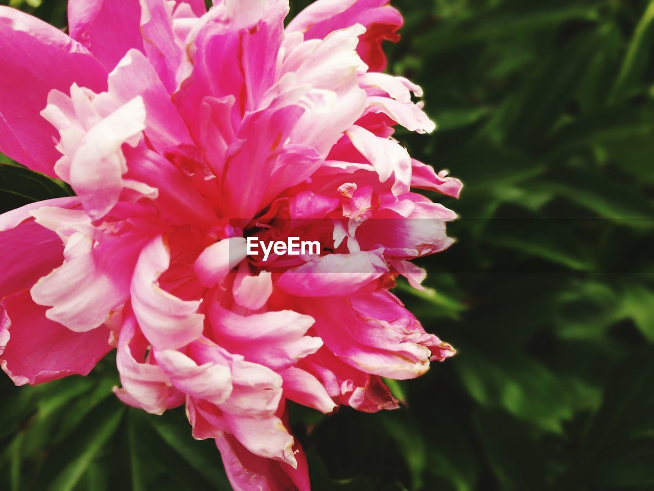 CLOSE-UP OF PINK FLOWERS BLOOMING