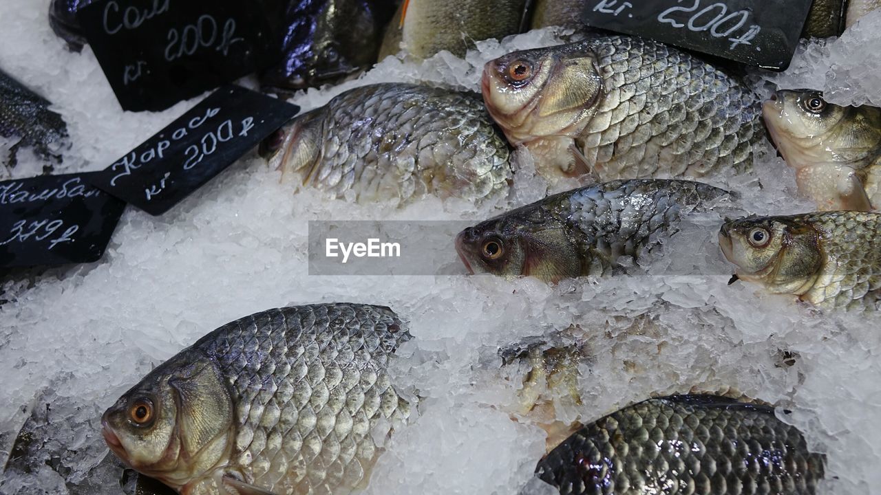 HIGH ANGLE VIEW OF FISH IN MARKET