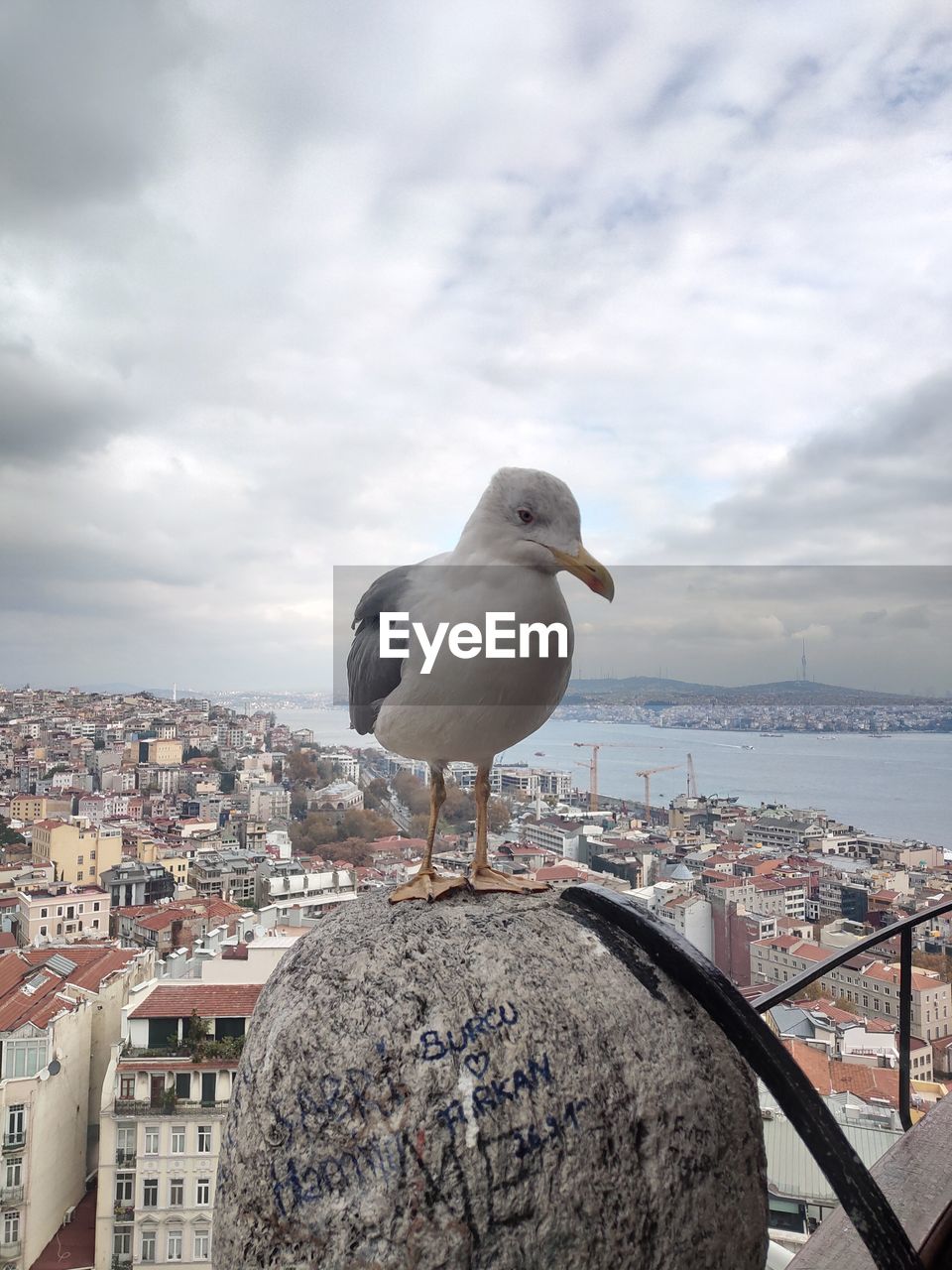 SEAGULL PERCHING ON A CITY AGAINST SKY