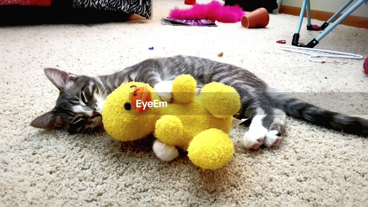 CLOSE-UP OF DOG SLEEPING ON TOY