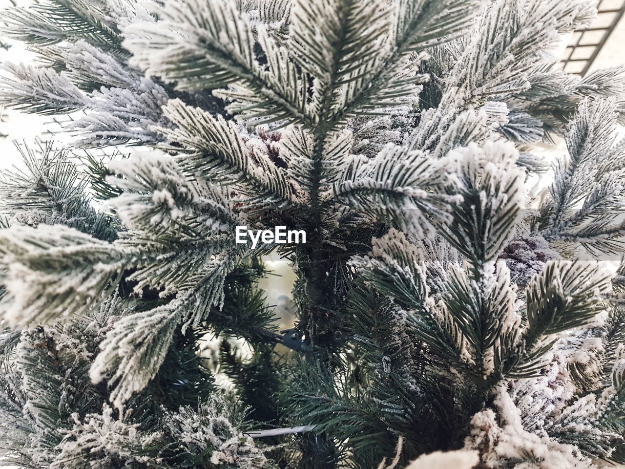 FULL FRAME SHOT OF PINE TREE DURING WINTER