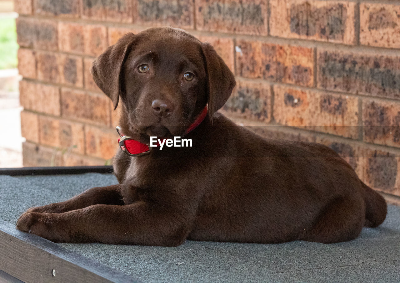 Portrait of dog sitting against wall