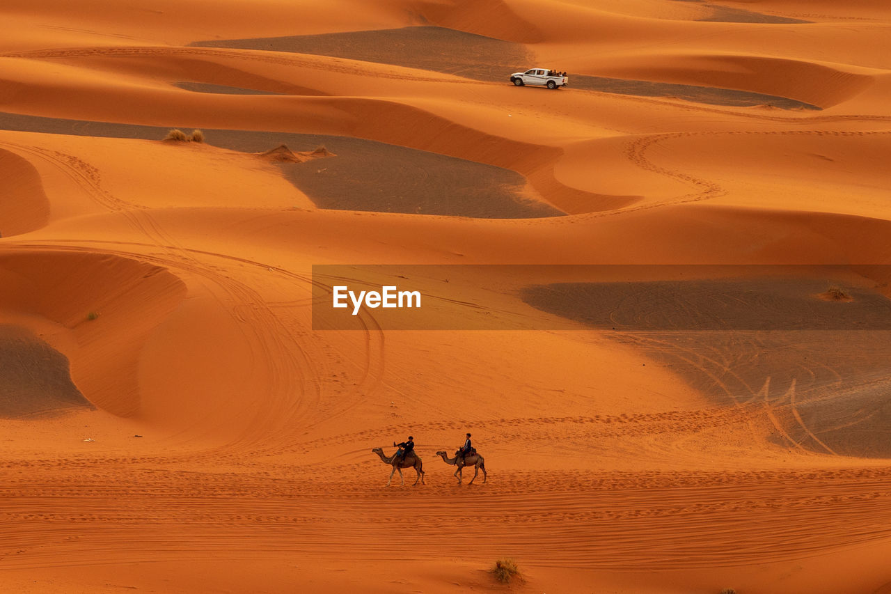 camels on sand
