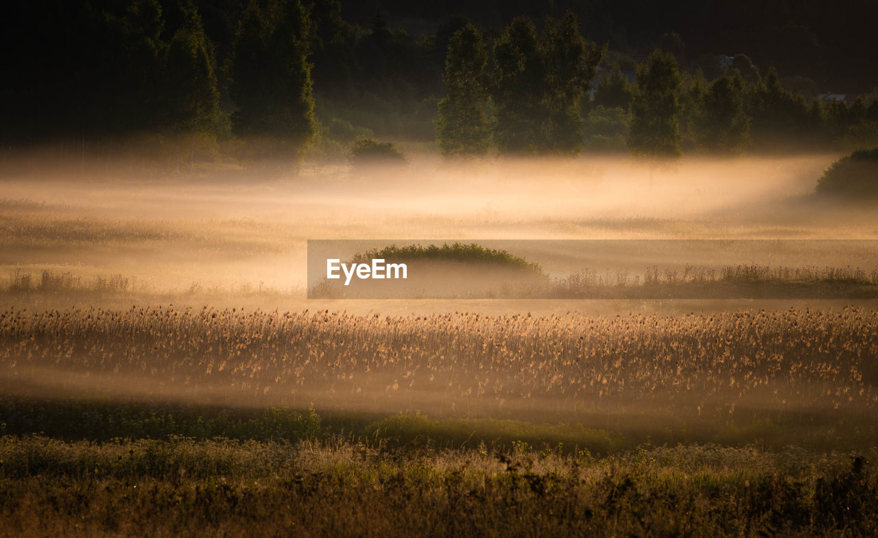 mist, environment, morning, plant, nature, landscape, fog, land, tree, beauty in nature, dawn, scenics - nature, sunrise, sky, tranquility, field, no people, forest, grass, sun, sunlight, tranquil scene, rural scene, horizon, outdoors, cloud, twilight, agriculture, non-urban scene, light - natural phenomenon, idyllic, sunbeam, plain, gold, atmospheric mood, summer, water, woodland, meadow, growth