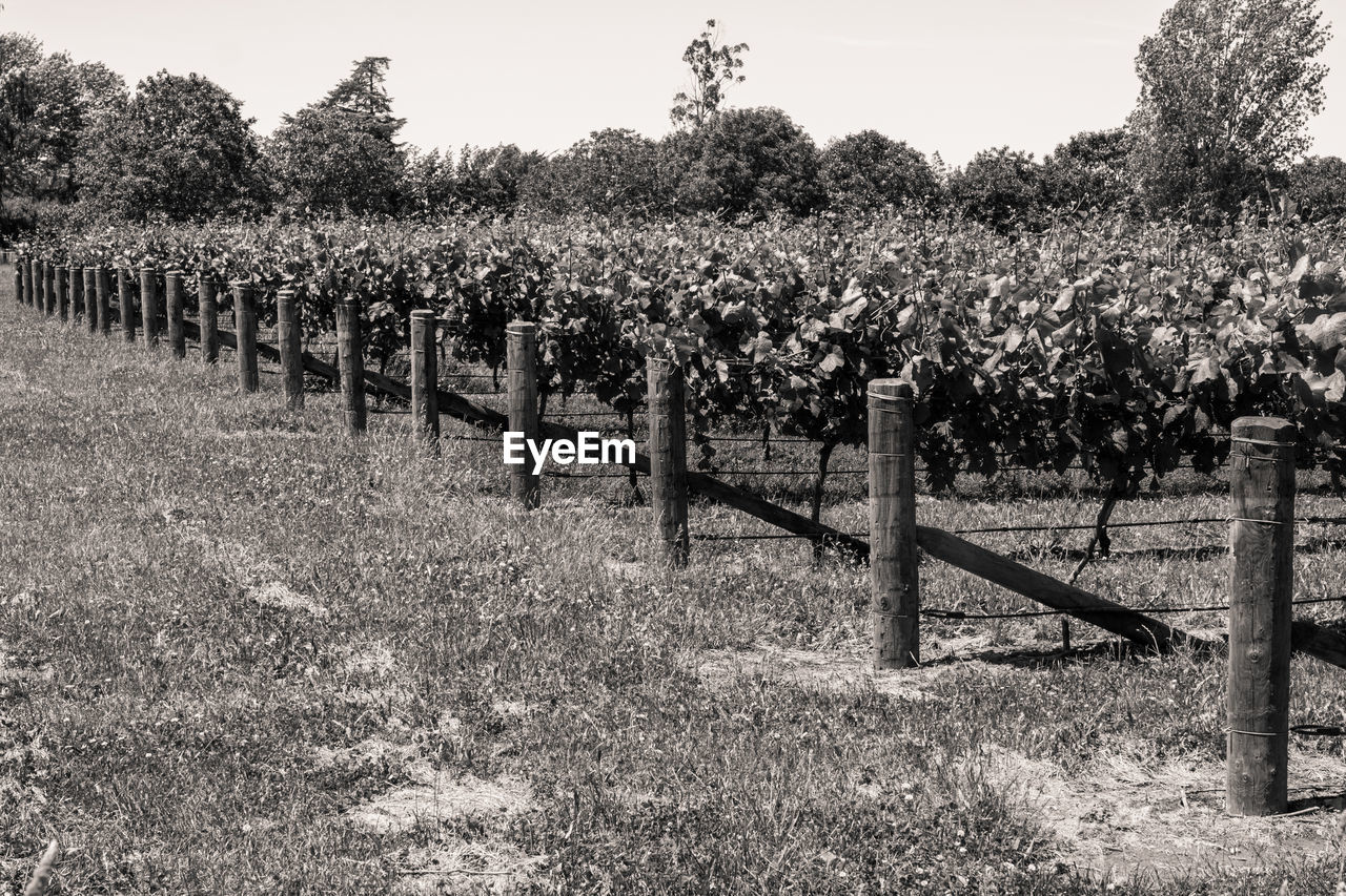 Fence on vineyard farm