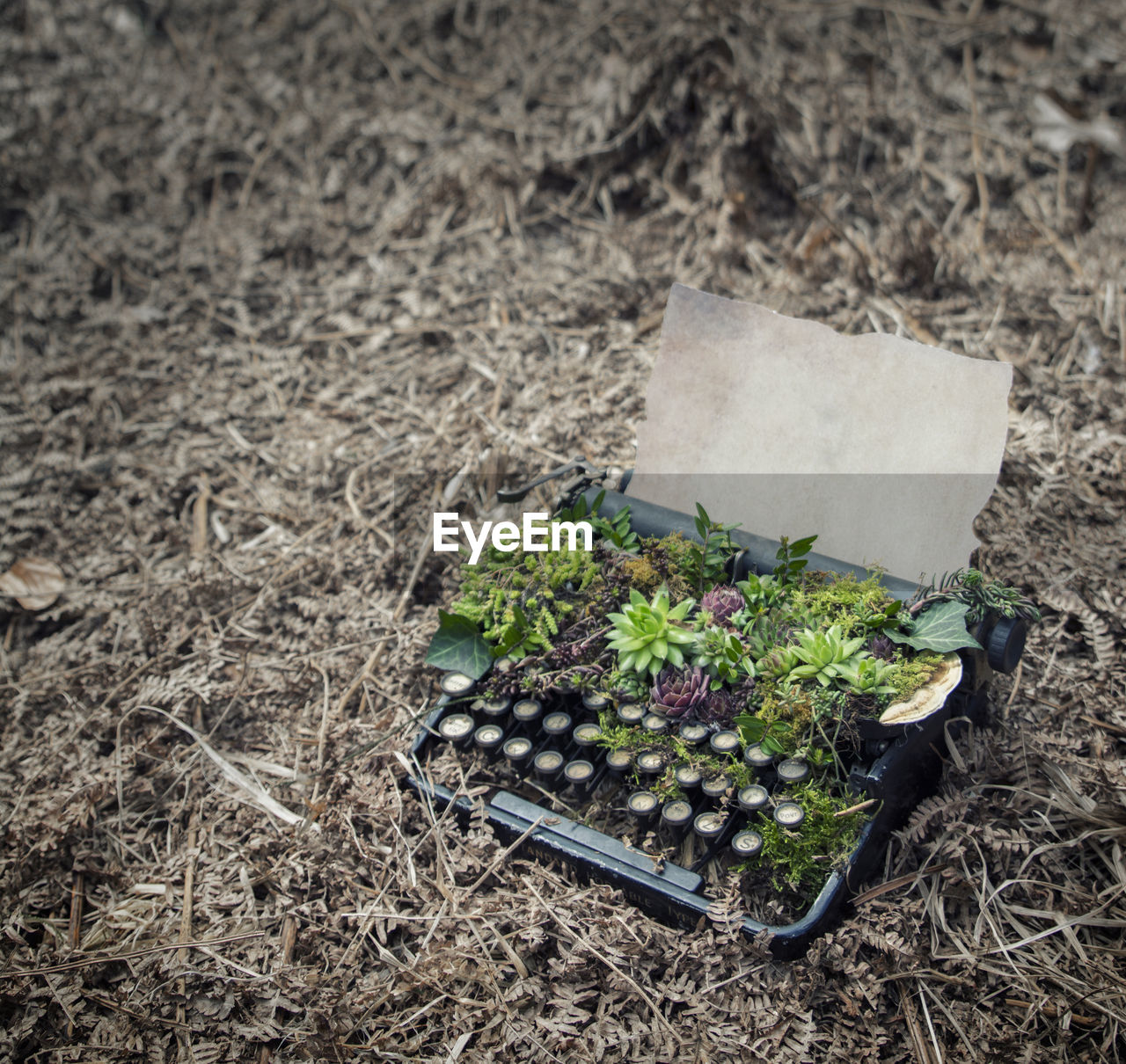 High angle view of plants growing in typewriter 