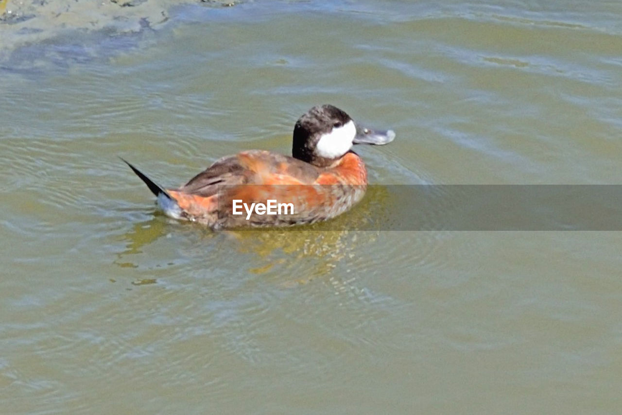 DUCK IN LAKE