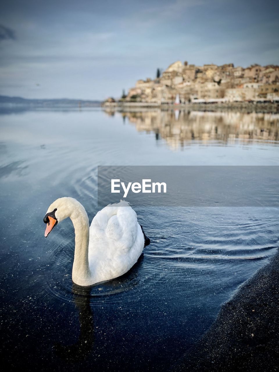 reflection, water, animal themes, wildlife, animal wildlife, animal, swan, bird, nature, sea, one animal, beauty in nature, no people, morning, sky, blue, day, swimming, water bird, ducks, geese and swans, outdoors, tranquility, white, travel destinations, beach, rock, tranquil scene