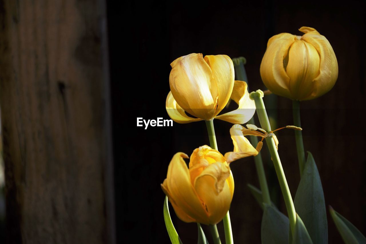 CLOSE-UP OF YELLOW ROSE BLOOMING