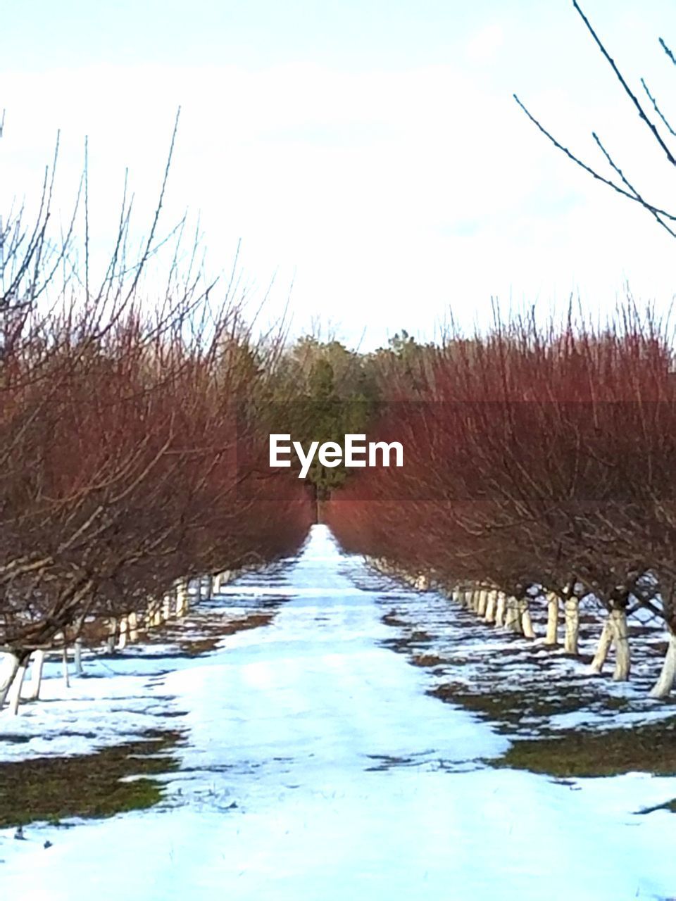 SNOW COVERED FIELD BY TREES AGAINST SKY