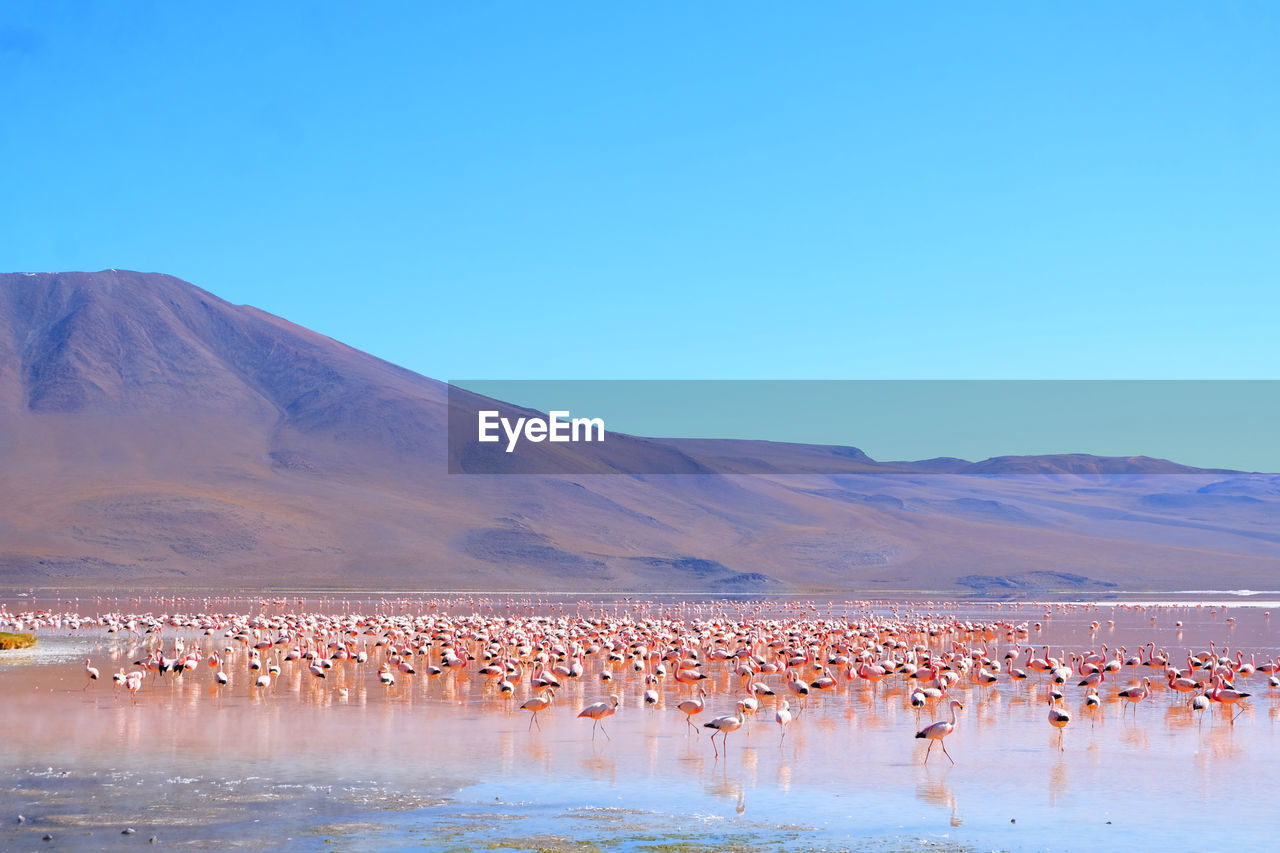 Flock of birds in lake against clear blue sky