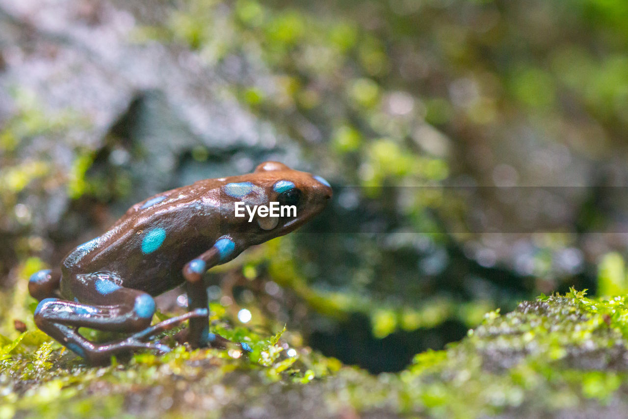 Close-up of a brown dart frog with blue spots