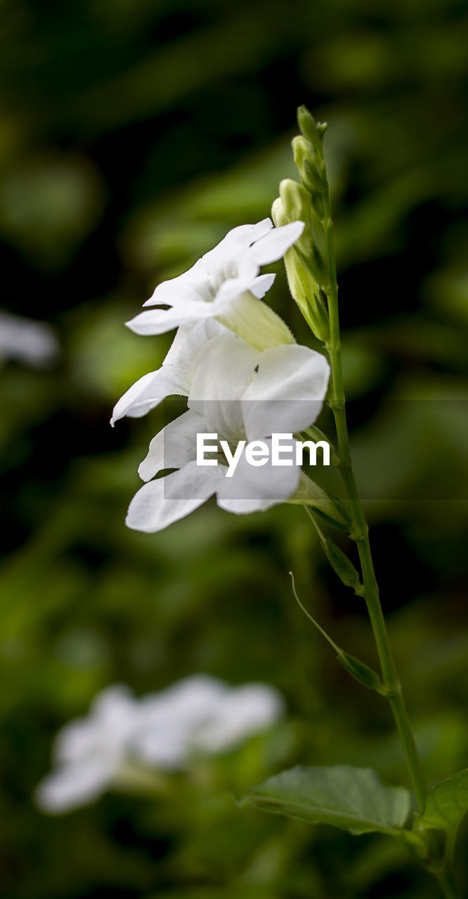 CLOSE-UP OF WHITE FLOWER